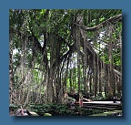 Monkey temple tree_1